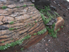 岩の割れ目から咲くメアカンフスマ